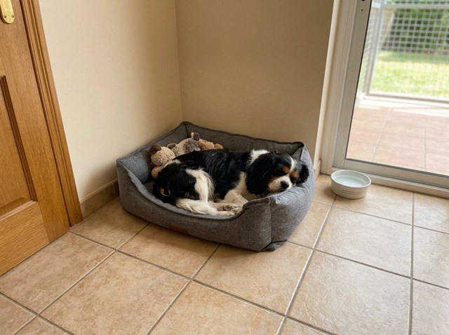 El descanso que tu mascota merece: hotel canino y felino en Padrón - Imagen 1