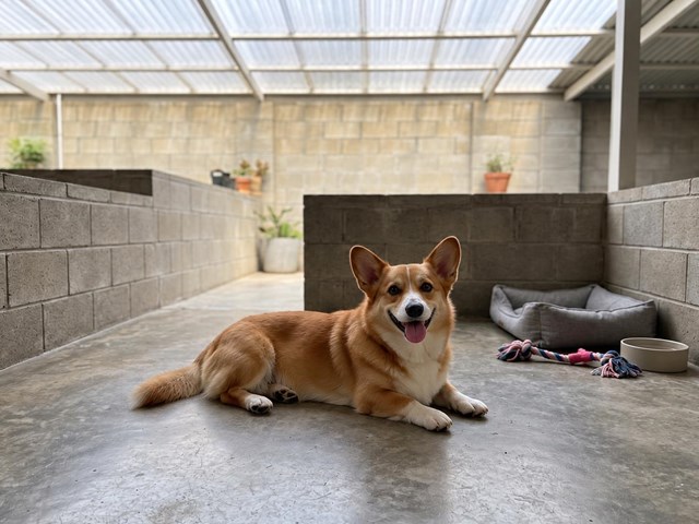 El hotel canino y felino con habitación privada en A Estrada que cuida cada detalle