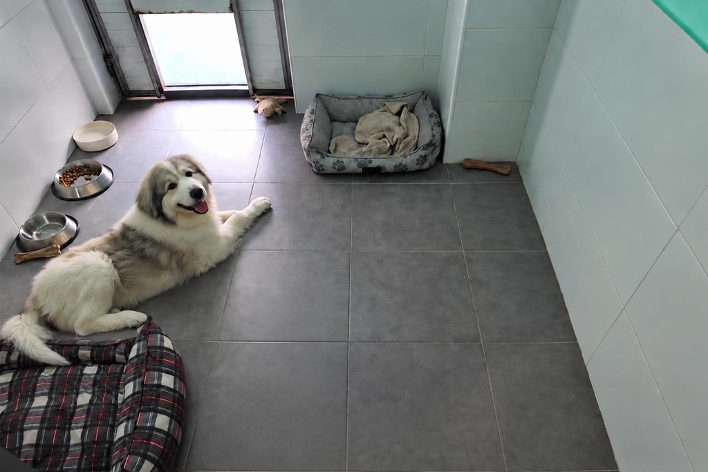Foto 1 Espacio propio y seguridad diaria: hotel canino y felino en Cambados