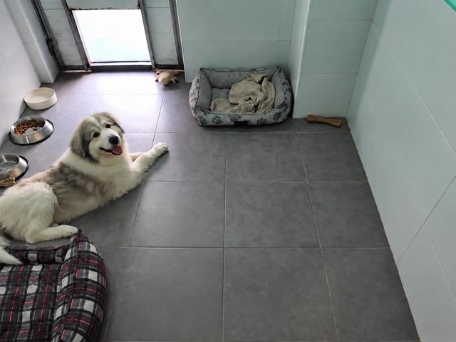 Espacio propio y seguridad diaria: hotel canino y felino en Cambados