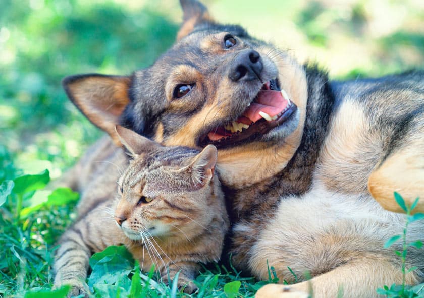 Cuidamos de tu mascota como se merece