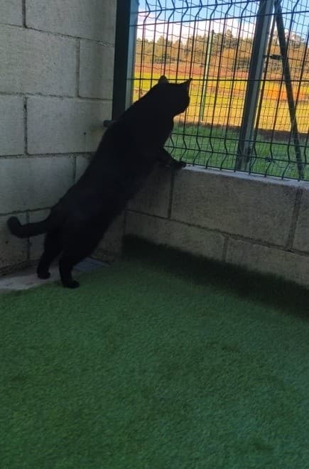 Hotel para mascotas en Brión