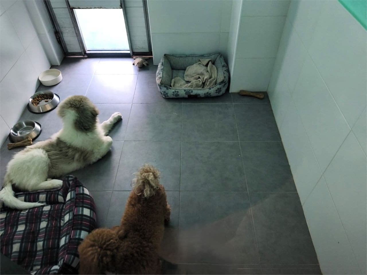 Hotel para mascotas en Brión