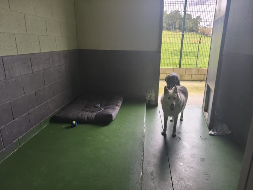 Hotel para mascotas en Brión