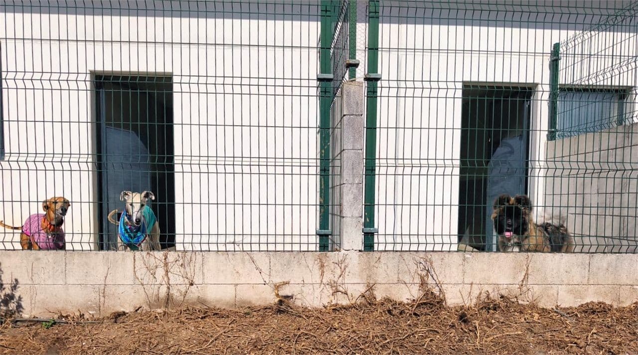 Hotel para mascotas en Brión