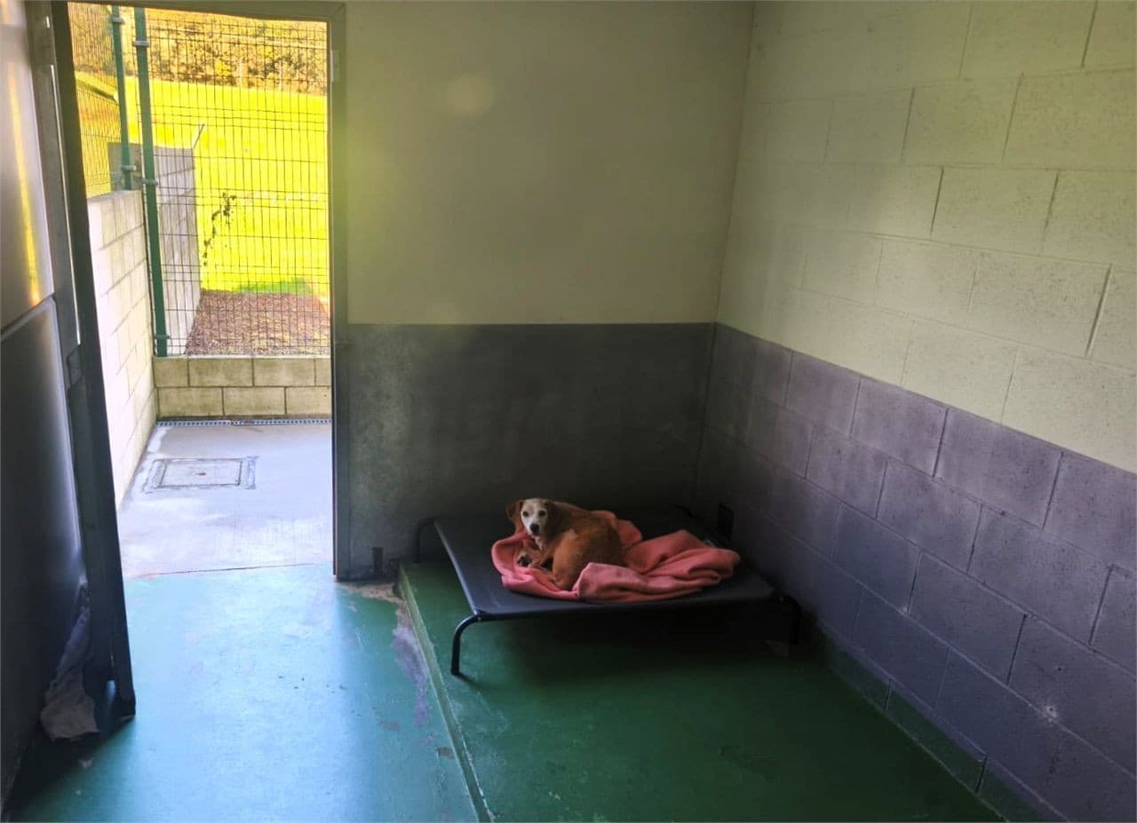 Hotel para mascotas en Brión