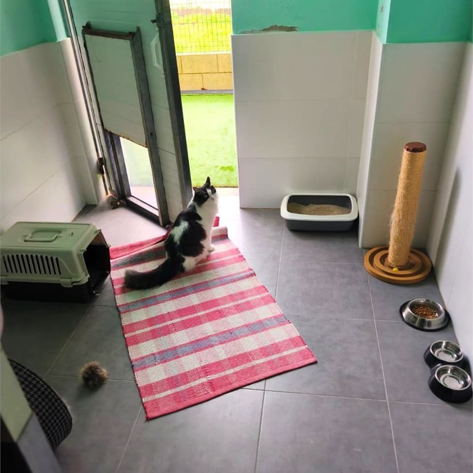 Para gatos, roedores o perros