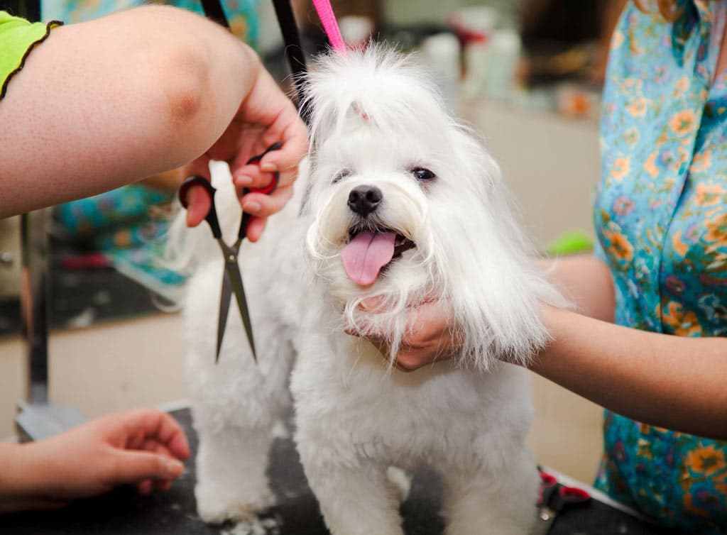Los mejores tratamientos de peluquería para tu perro