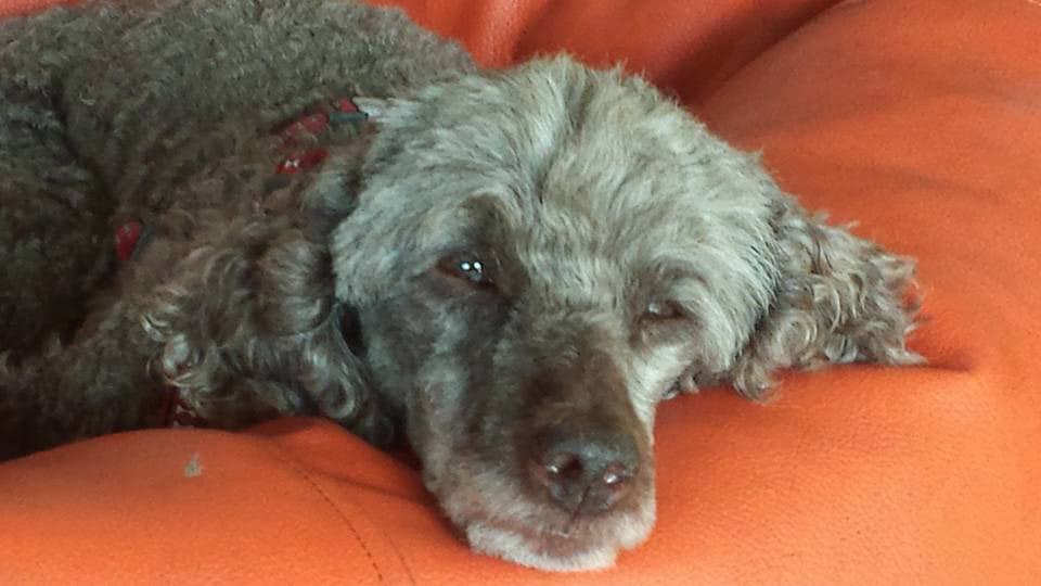 Primera vez de tu mascota con nosotros