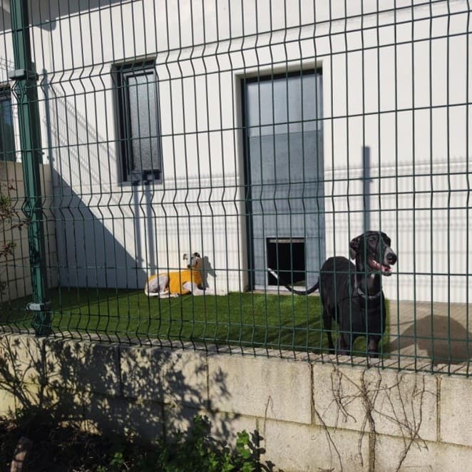 Para uno o más perros