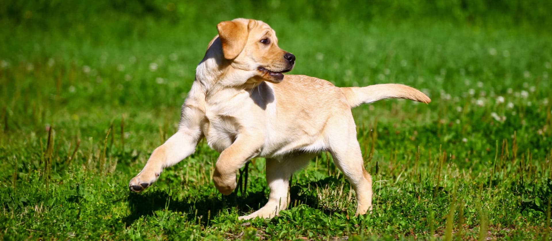 Un paraíso de colitas felices