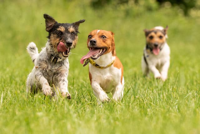 Tu hotel canino y felino en Brión