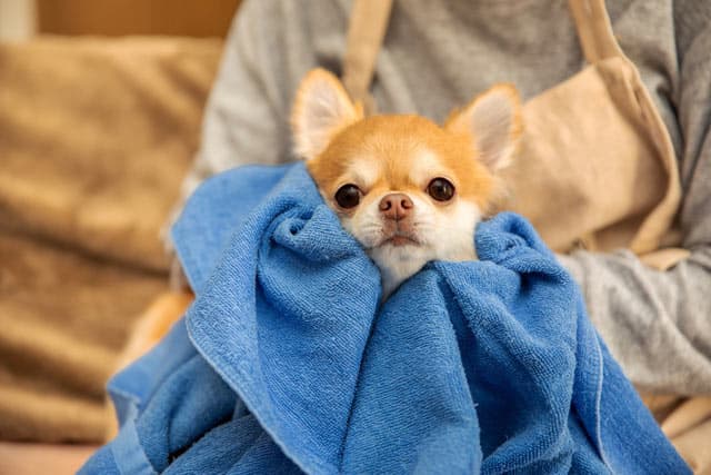 ¡También ofrecemos servicio de peluquería!