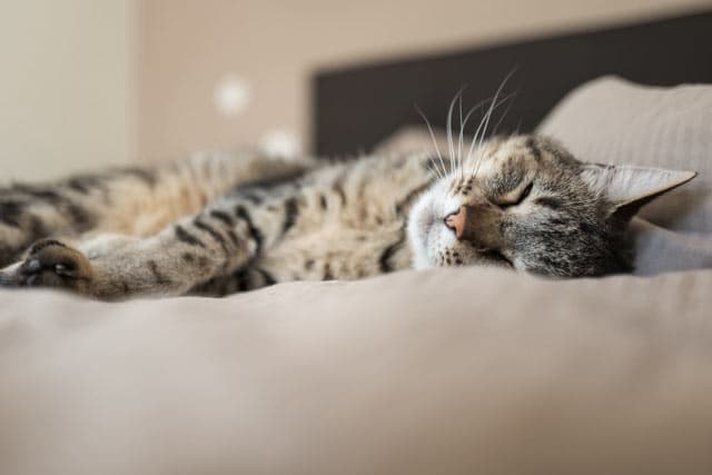 Promociones de nuestro hotel canino y felino