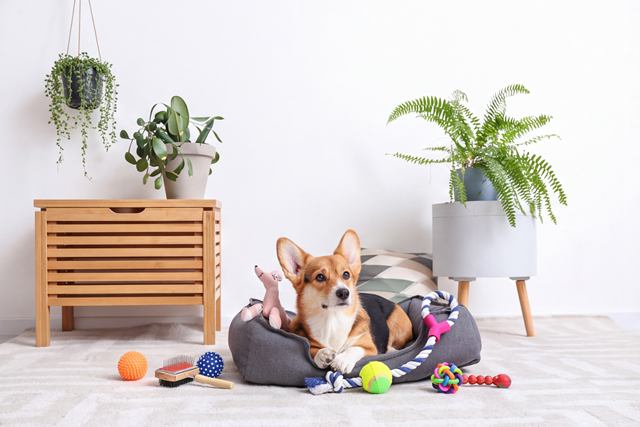 Servicios de Villa Mai, hotel canino y felino en Santiago