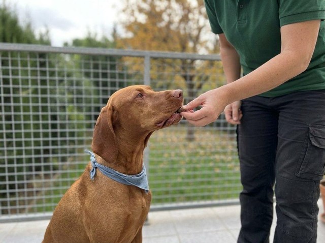 Reserva ya plaza en el hotel canino y felino de Pontevedra - Imagen 1