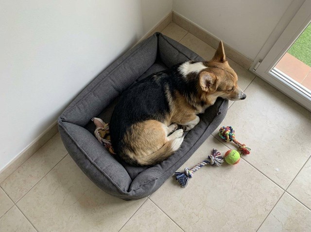 Tu mascota, atendida como en casa: hotel canino y felino en Ferrol - Imagen 1